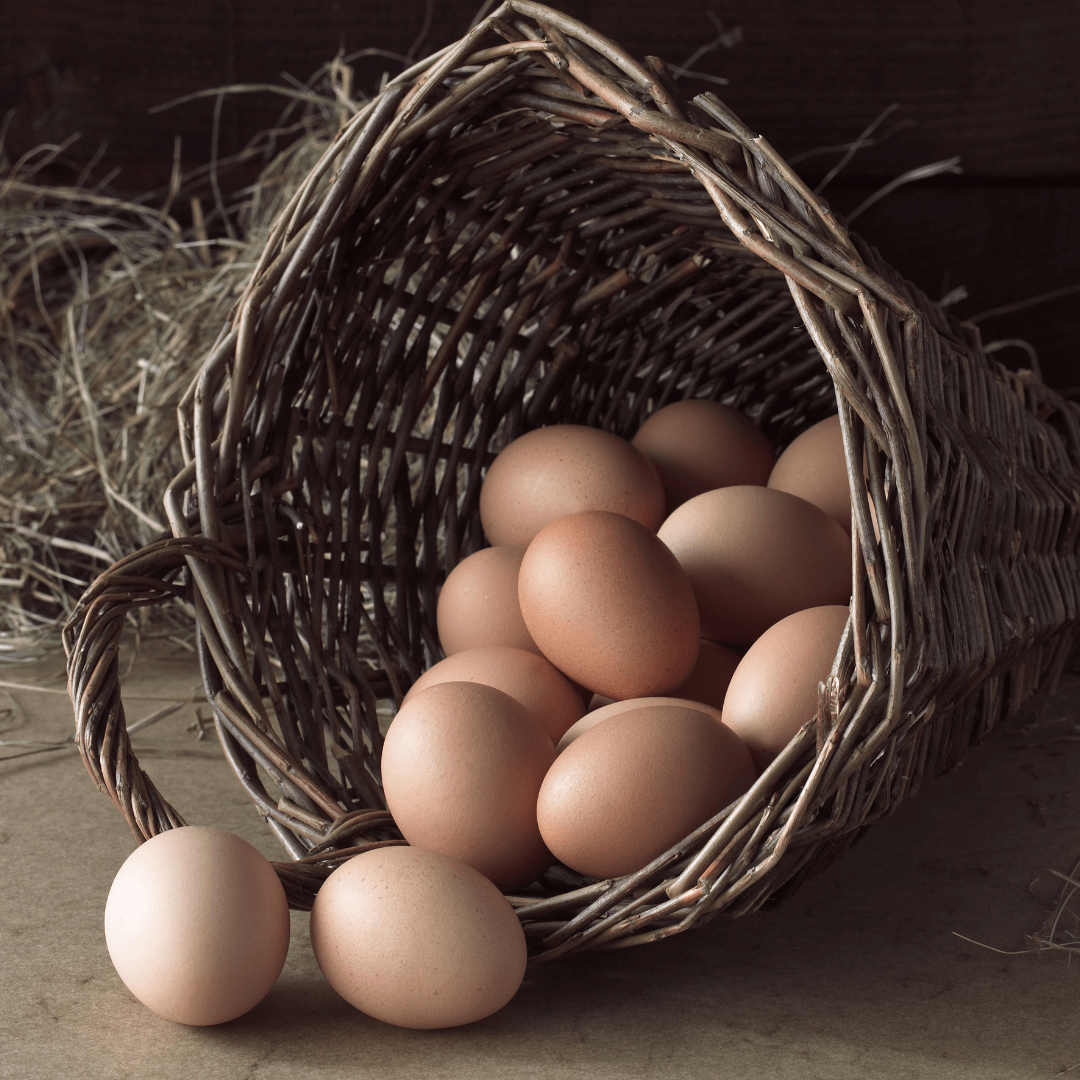 NCZ-Affiliates-Eggs-in-basket